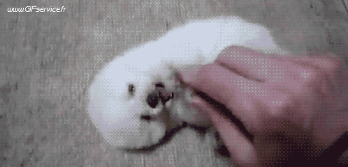 02 Dogs Animals Humor -  Fun 