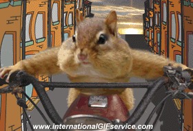 Serie 01 Ecureuils Animaux Humour - Fun 