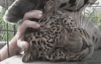 01 Panteras Animales Humor - Fun 