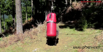 01 Oveja Animales Humor - Fun 