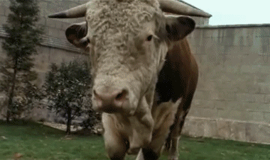 Video Top Secret Películas Internacional Multimedia 