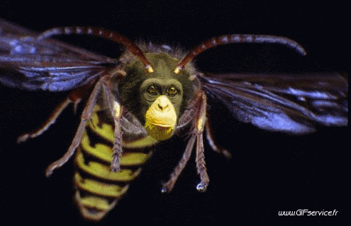 01 Scimmie Animali Umorismo -  Fun 