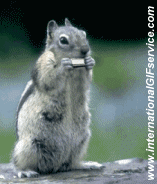 01 Squirrels Animals Humor -  Fun 
