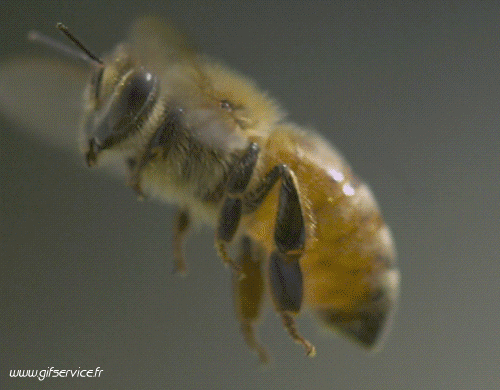 01 Insects Animals Humor -  Fun 