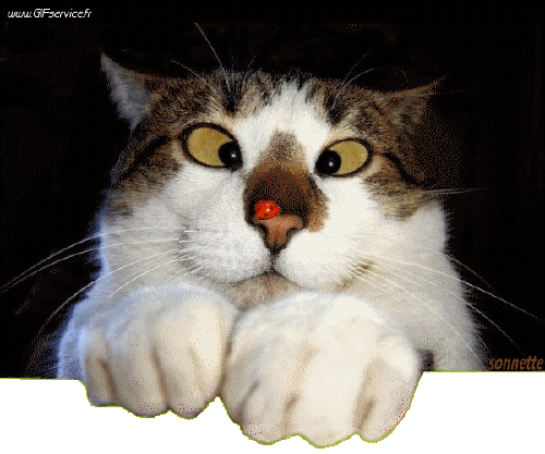 03 Cats Animals Humor -  Fun 