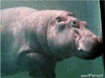 01 Nilpferde Tiere Humor -  Fun 