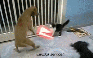 02 Katze Tiere Humor -  Fun 