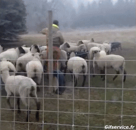 01 Schaf Tiere Humor -  Fun 