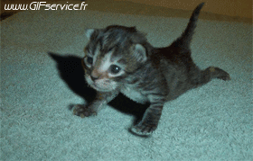 03 Katze Tiere Humor -  Fun 