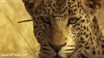 01 Panther Tiere Humor -  Fun 