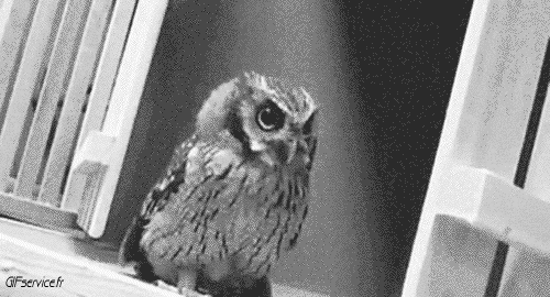 Rapace e Notturno Uccelli Animali Umorismo -  Fun 