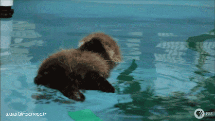 01 Nutrias Animales Humor - Fun 