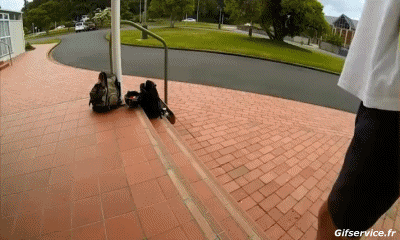 Free Style Fun - Win 01 Skateboard Sports Humour - Fun 