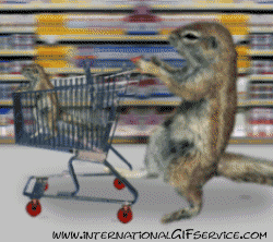 Serie 01 Ecureuils Animaux Humour - Fun 