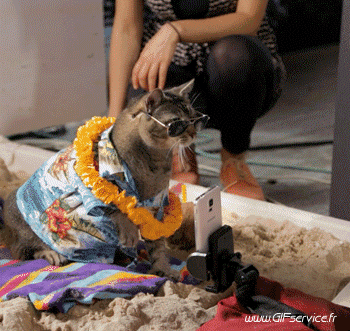 02 Gatti Animali Umorismo -  Fun 