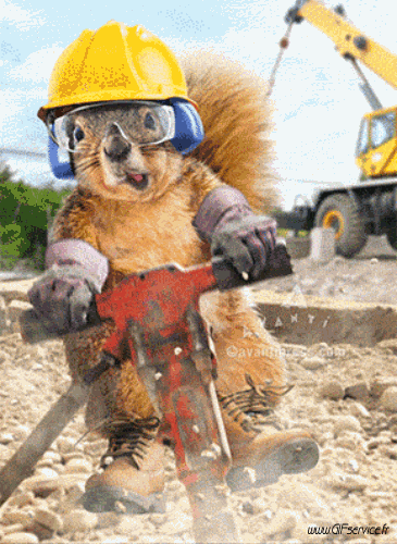 01 Scoiattoli Animali Umorismo -  Fun 