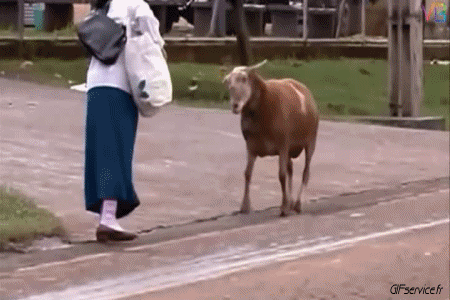 01 Schaf Tiere Humor -  Fun 