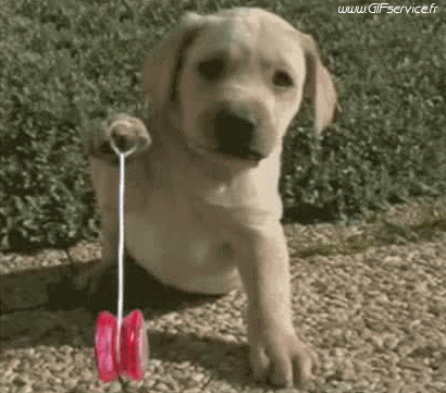 01 Hunde Tiere Humor -  Fun 