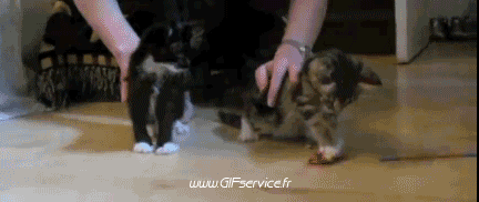 02 Gatos Animales Humor - Fun 