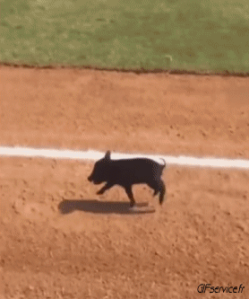 01 Schweine - Wildschweine Tiere Humor -  Fun 