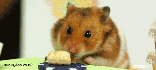 01 Hamster Tiere Humor -  Fun 