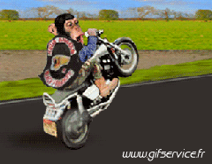 Serie 01 Singes Animaux Humour - Fun 