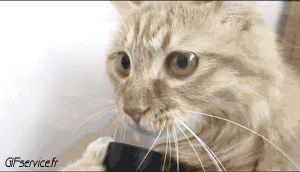 04 Gatos Animales Humor - Fun 