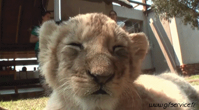 01 Löwen Tiere Humor -  Fun 