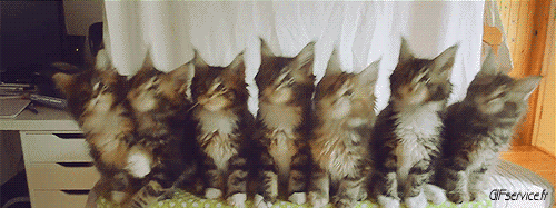 Serie 05 Chats Animaux Humour - Fun 