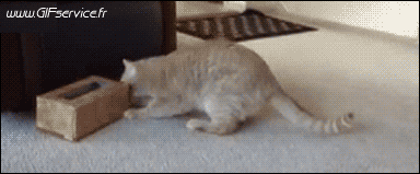 03 Katze Tiere Humor -  Fun 