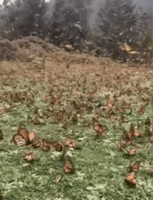 Serie 01 Insectes Animaux Humour - Fun 