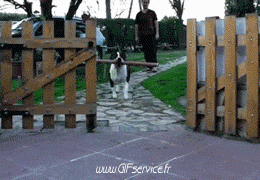 02 Cani Animali Umorismo -  Fun 