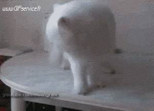 02 Gatos Animales Humor - Fun 