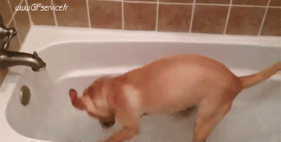 02 Dogs Animals Humor -  Fun 