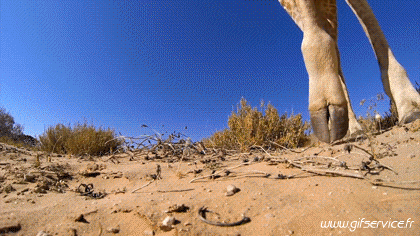 01 Jirafas Animales Humor - Fun 