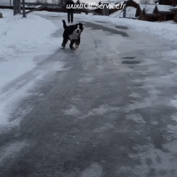 01 Perros Animales Humor - Fun 