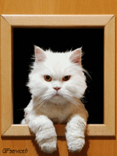 05 Katze Tiere Humor -  Fun 