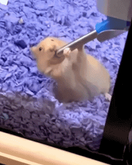 01 Hamster Tiere Humor -  Fun 