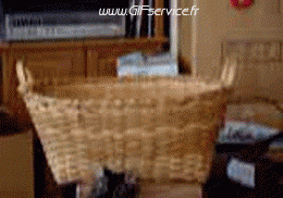 02 Katze Tiere Humor -  Fun 