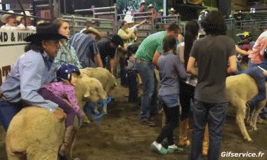 01 Sheep Animals Humor -  Fun 