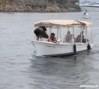 Accident Fail Boats Transport Humor -  Fun 
