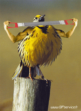 Moineaux Oiseaux Animaux Humour - Fun 