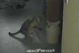 Serie 03 Chats Animaux Humour - Fun 