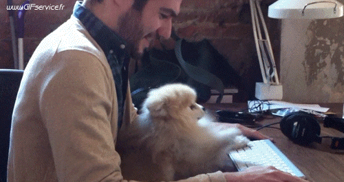 01 Perros Animales Humor - Fun 