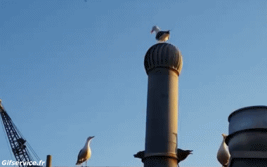 Seagulls Birds Animals Humor -  Fun 