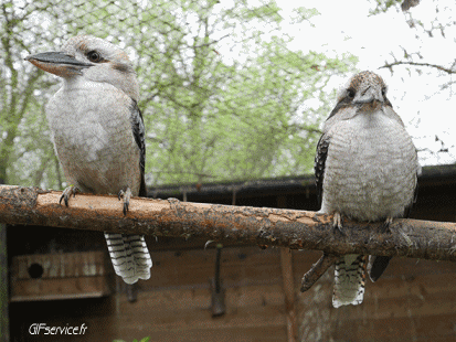 Varios 02 Pájaros Animales Humor - Fun 