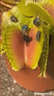 01 Insects Animals Humor -  Fun 