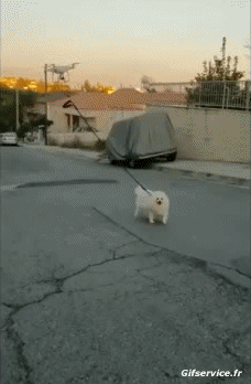 Corona Virus News Humor -  Fun 