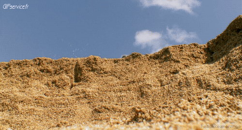 01 Tartarughe Animali Umorismo -  Fun 