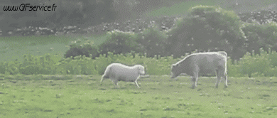 01 Sheep Animals Humor -  Fun 